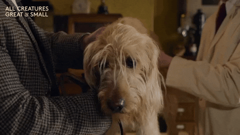 Confused Dog GIF by All Creatures Great And Small