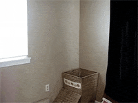 cat video GIF