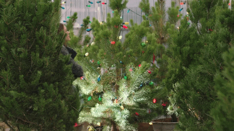 Aimee Teegarden Christmas GIF by Hallmark Movies & Mysteries