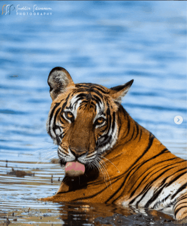 sudhirshivaram giphygifmaker tiger wild photograph GIF