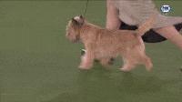 Cairn Terrier