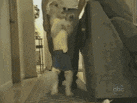 Dog Walking GIF