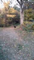 Extraordinary Video of Mother Bear Confronting Hikers