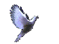 dove STICKER