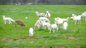 lambs celebrating GIF
