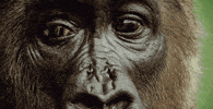 gorille close up GIF by PBS