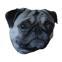 AWEMINUSMUSIC bass pug dubstep pugs Sticker