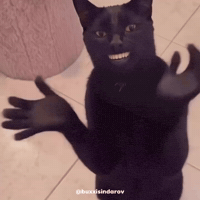 Cat No GIF