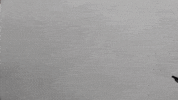 giuvisualart art animation loop black and white GIF