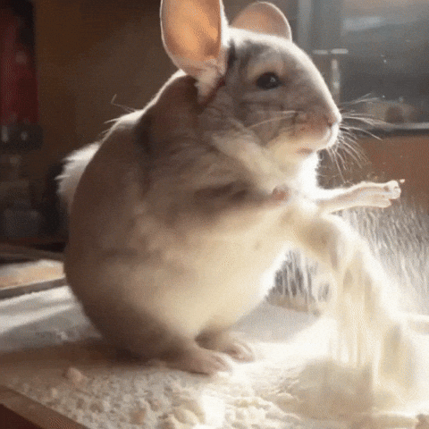 Chinchilla Sue GIF