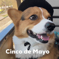 Cinco De Mayo Dog GIF