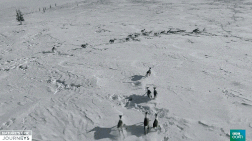 nature's epic journeys helicopter GIF by BBC Earth