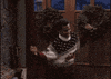 The Fresh Prince Of Bel Air Dancing GIF
