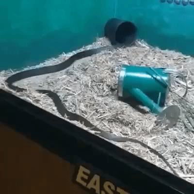 Deadly Australian Snake 'Blacky' Plays With His 'Favourite' Toy