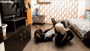 Doberman GIF by ViralHog
