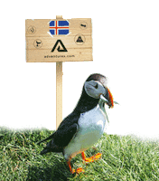 AdventuresCom iceland puffin adventurescom Sticker