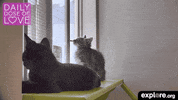 kittens daily dose of love GIF by explore.org