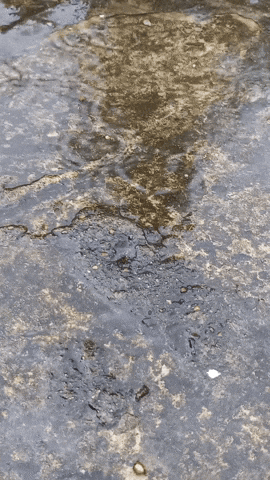 Simongip giphyupload GIF