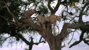savage kingdom big cat week GIF by Nat Geo Wild 