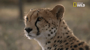 Savage Kingdom Big Cat Week GIF by Nat Geo Wild