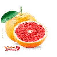 Citrus Grapefruit Sticker by Winter Sweetz