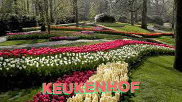 Holland Tulips GIF by Keukenhof