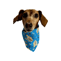 Star Wars Lily Sticker by Geekster Pets