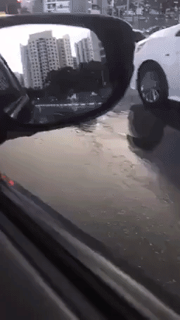 Water Monitor Lizard Sprawls on Singapore Road