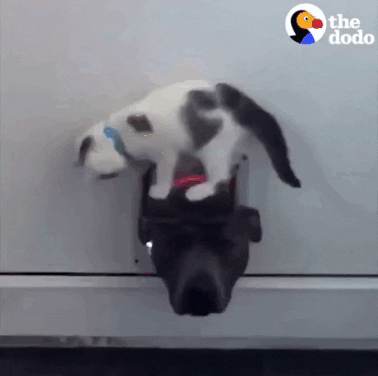 giffunme giphyupload GIF