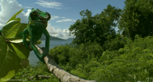 david attenborough madagascar GIF by Head Like an Orange