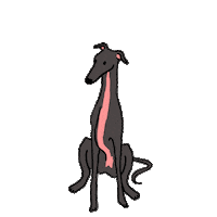 dogs greyhound Sticker by elgalgoazul