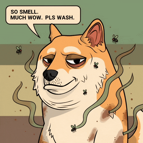 Shiba Inu Dog GIF by Doge Pound