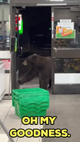 Bear Visits 7-Eleven