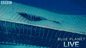 bbc one blue planet 2 GIF by BBC