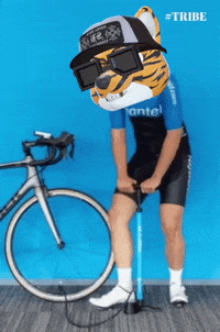 Shiba GIF by SHIBABETS.GG