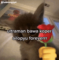 Kucing Lucu GIF