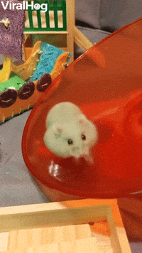 Hamster Loves Running on Her Saucer
