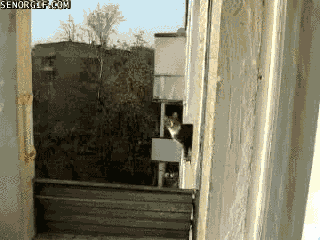 best of week cat GIF by Cheezburger