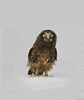 Bird Owl GIF
