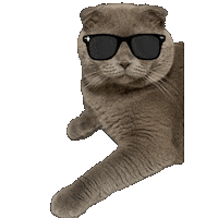 Cat Sticker