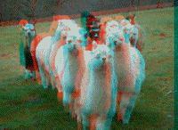 alpaca GIF