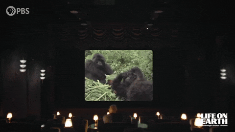 David Attenborough GIF by PBS
