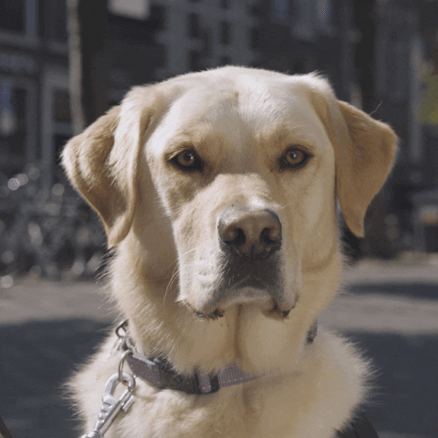 kngfgeleidehonden giphyupload dog huh labrador GIF