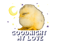 Sticker gif. Cute bright yellow chick is falling asleep on their feet. Stars and a crescent moon hang behind them and text underneath reads, 'Goodnight my love.'