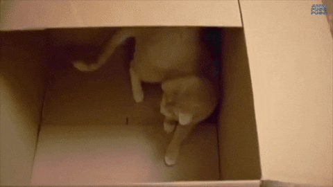 cats time GIF