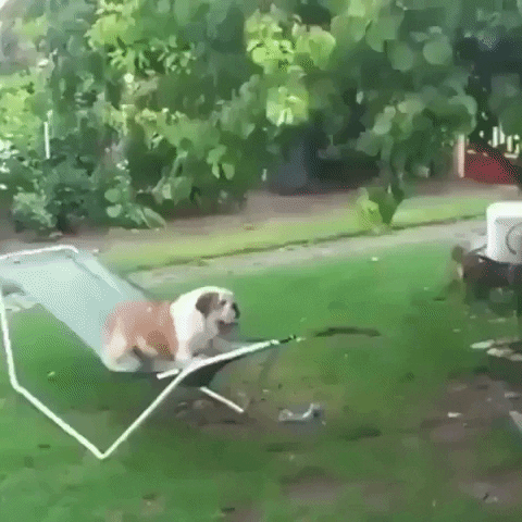 cuteanimalland giphyupload GIF