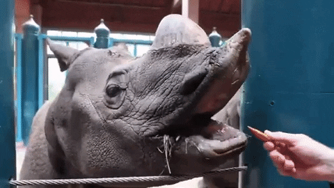 Hungry Snack GIF by Woodland Park Zoo