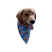 Golden Retriever Life Is The Bubbles Sticker by Geekster Pets