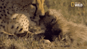 Licking African Cats GIF by Nat Geo Wild