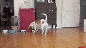 GIF by FirstAndMonday